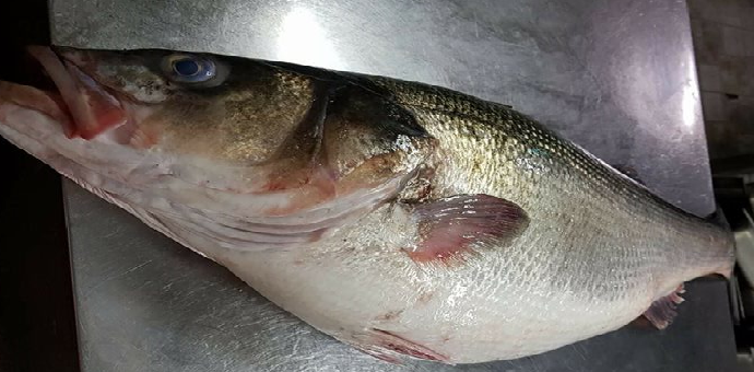 Brancin u mrijestu meta krivolovaca Brancin u mrijestu meta krivolovaca