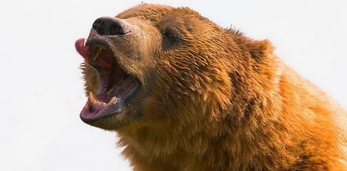 Medvjed pojeo 40 kilograma kokaina i odmotao klupko narko mafije Medvjed pojeo 40 kilograma kokaina i odmotao klupko narko mafije