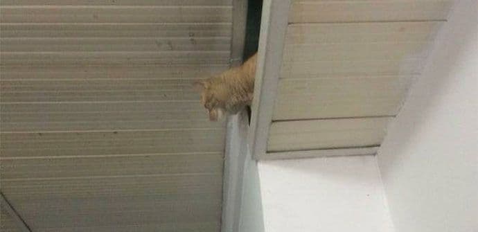 Mačka koja „nadgleda“ hodnik Hitne pomoći Mačka koja „nadgleda“ hodnik Hitne pomoći