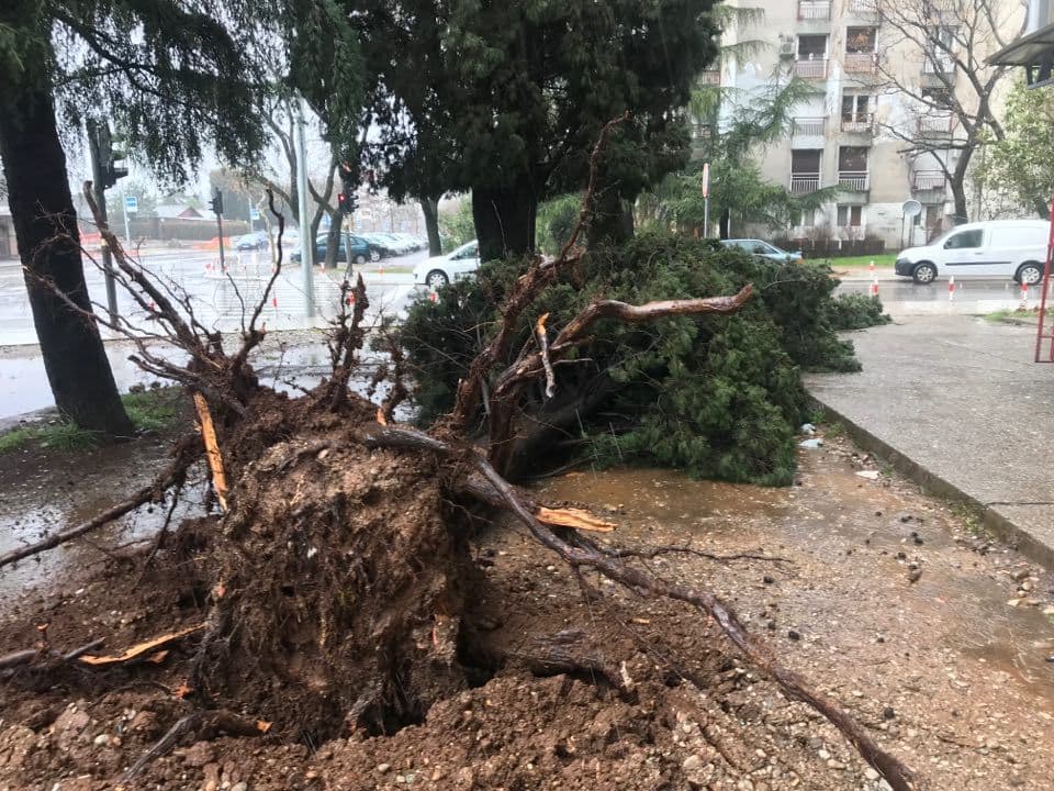 Zabjelo: Olujni vjetar oborio stablo čempresa (FOTO) Zabjelo: Olujni vjetar oborio stablo čempresa (FOTO)