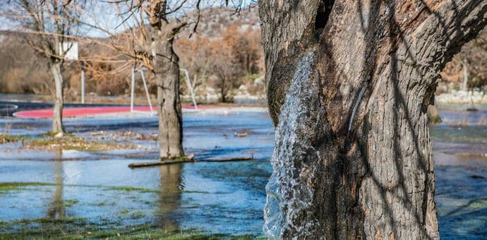 Stablo murve iz kojeg izvire voda Stablo murve iz kojeg izvire voda