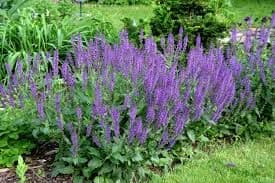 Javni poziv za dodjelu podrške podizanju zasada ljekovitog bilja Javni poziv za dodjelu podrške podizanju zasada ljekovitog bilja