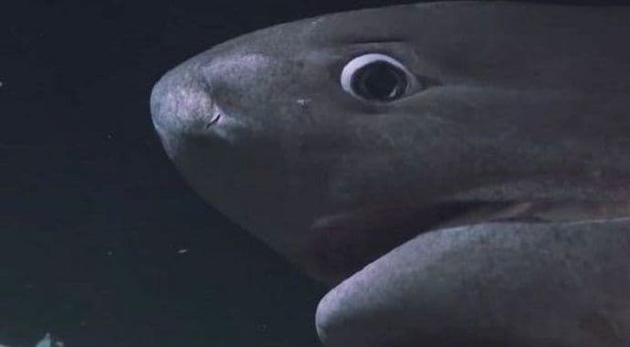 Pošli da istražuju, napali ih "nezvani gosti" Pošli da istražuju, napali ih "nezvani gosti"