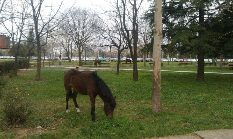 Konji "na ispaši" u Bloku V Konji "na ispaši" u Bloku V