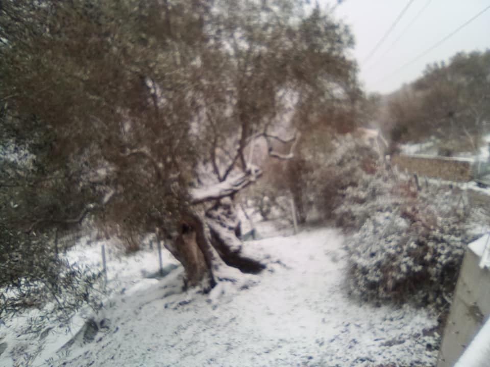Snijeg u Ulcinju: Maslinari se nadaju dobrom rodu Snijeg u Ulcinju: Maslinari se nadaju dobrom rodu