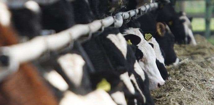 Omogućeno da veći broj stočarskih gazdinstava uđe u sistem premija Omogućeno da veći broj stočarskih gazdinstava uđe u sistem premija