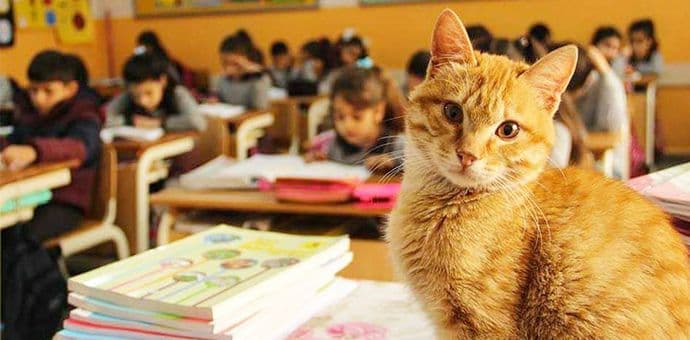 Mačak iz školske klupe Mačak iz školske klupe