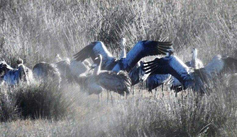Ždralovi iz Afrike odmaraju u Tivatskim solilima Ždralovi iz Afrike odmaraju u Tivatskim solilima