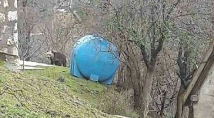 Medvjed došao do seoskih kuća (Foto) Medvjed došao do seoskih kuća (Foto)