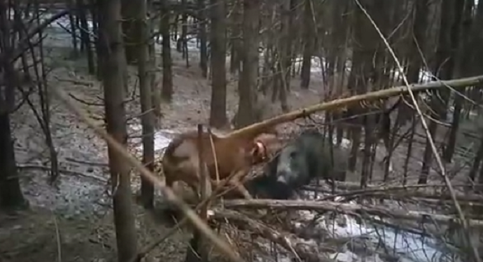 "Korina Animals": Mučno za gledanje, ali takav lov je dozvoljen "Korina Animals": Mučno za gledanje, ali takav lov je dozvoljen