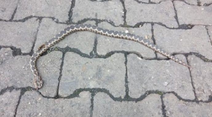 Ubijen poskok u strogom centru grada Ubijen poskok u strogom centru grada