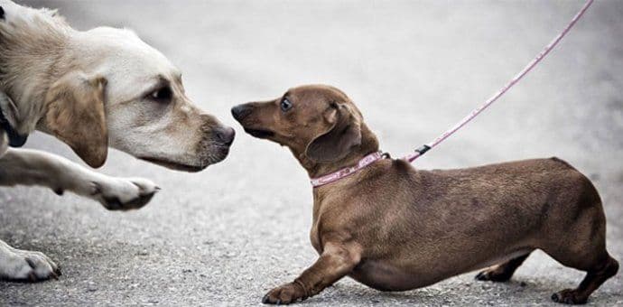 Milanović: Povećati kazne za neodgovorno vlasništvo Milanović: Povećati kazne za neodgovorno vlasništvo