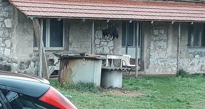 Obješen pas u Nikšiću Obješen pas u Nikšiću