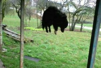 Nikšićanin priveden zbog sumnje da je ubijenog psa objesio o nadstrešnicu