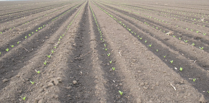 Naučite kako da pripremite zemljište za sjetvu povrća Naučite kako da pripremite zemljište za sjetvu povrća