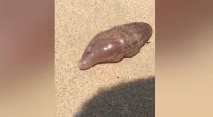 More izbacilo neidentifikovano stvorenje na obalu More izbacilo neidentifikovano stvorenje na obalu