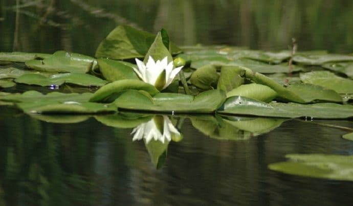 arhiva-jpnpcg-np-skadarsko-jezero-2