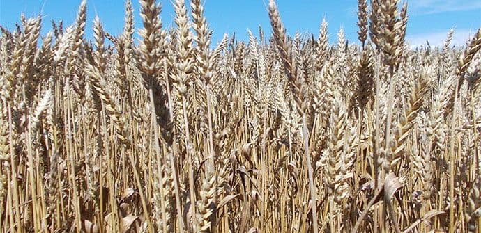 Proizvodnja pšenice zadovoljava svega dva odsto godišnje potrošnje Proizvodnja pšenice zadovoljava svega dva odsto godišnje potrošnje