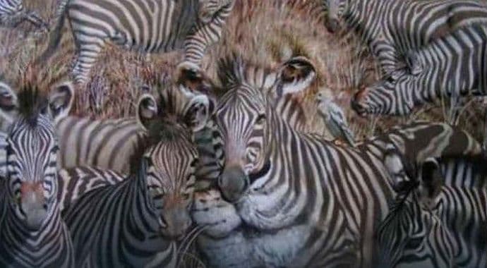 Evo šta životinja koju prvo uočite otkriva o vama Evo šta životinja koju prvo uočite otkriva o vama