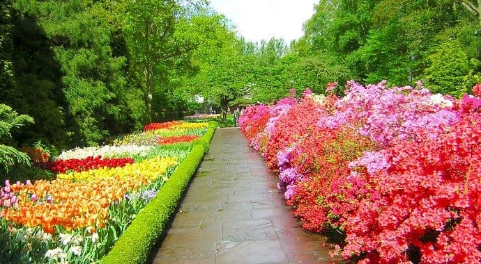 Lukovice – lijepo i zahvalno cvijeće koje će osvježiti vašu okolinu Lukovice – lijepo i zahvalno cvijeće koje će osvježiti vašu okolinu