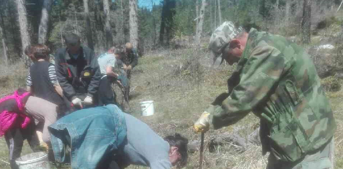 Pošumljavanje u toku, predviđena sadnja više od 370 hiljada sadnica četinara Pošumljavanje u toku, predviđena sadnja više od 370 hiljada sadnica četinara