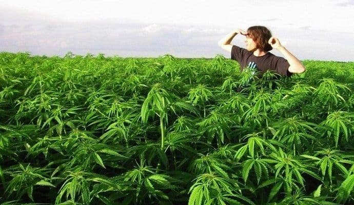 Rad na plantažama marihuane je dosadan, ali smo odlično zaradili Rad na plantažama marihuane je dosadan, ali smo odlično zaradili