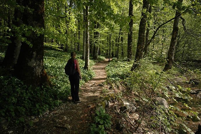Do obnove šuma kroz novi model gazdovanja Do obnove šuma kroz novi model gazdovanja