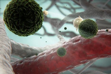 Prijeti širenje denga groznice Prijeti širenje denga groznice