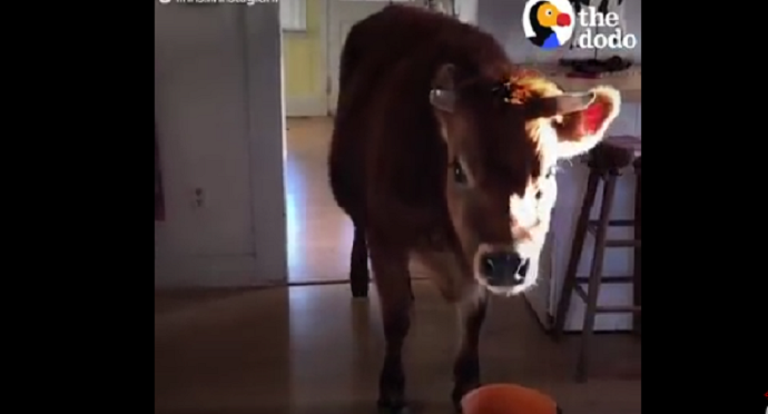 Udomila kravu: "Ona je dio porodice" Udomila kravu: "Ona je dio porodice"