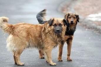 Bijelo Polje: Pasa lutalica sve više, nadležni nemoćni Bijelo Polje: Pasa lutalica sve više, nadležni nemoćni