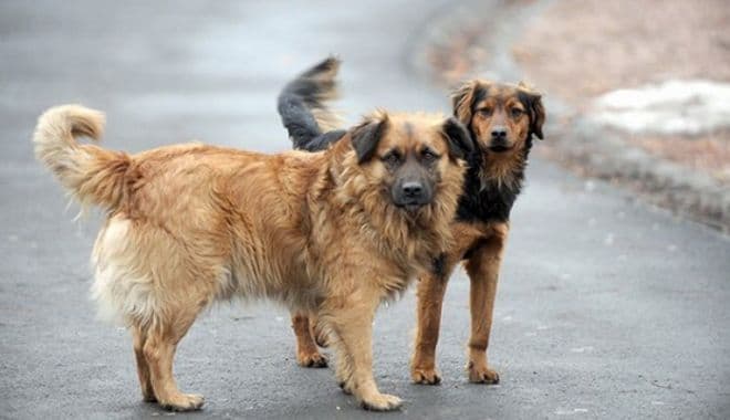 Psi povrijedili troje djece Psi povrijedili troje djece