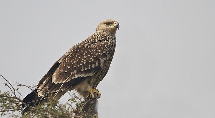 Zvoni na uzbunu za lincuru, orla krstaša, risa, zvončića Zvoni na uzbunu za lincuru, orla krstaša, risa, zvončića