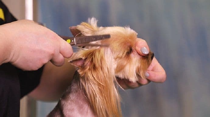 Hit posao: Cijena šišanja pasa do 60 eura Hit posao: Cijena šišanja pasa do 60 eura