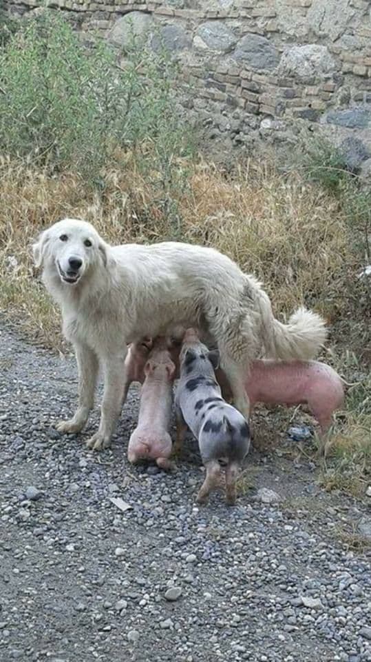 BAR: Ženka psa hrani prasiće BAR: Ženka psa hrani prasiće