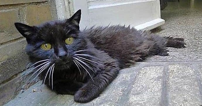 Mačak se vratio vlasniku nakon 18 godina Mačak se vratio vlasniku nakon 18 godina