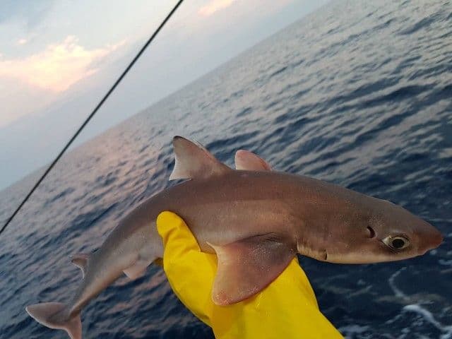 U Jadranu više od 30 vrsta ajkula U Jadranu više od 30 vrsta ajkula