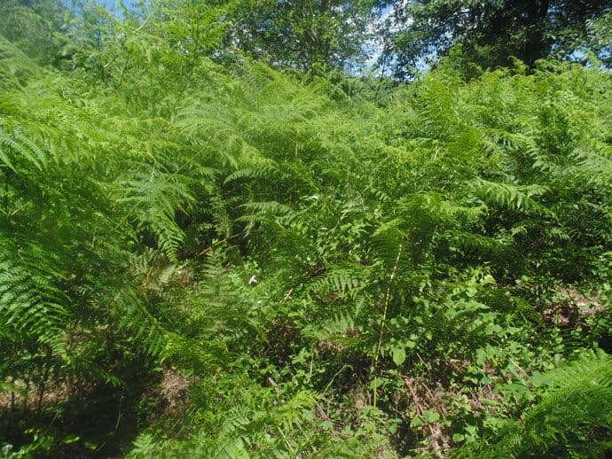 Petrov dub, Zagarač, Katunska nahija Petrov dub, Zagarač, Katunska nahija