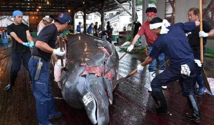 Japanci ubili 122 trudne ženke kita Japanci ubili 122 trudne ženke kita