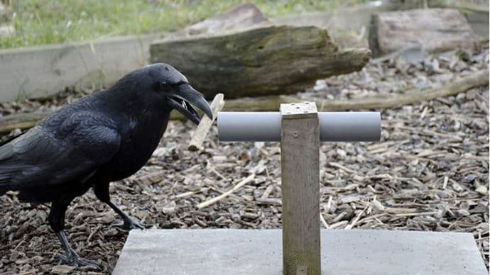 Evo zašto vrane spadaju među najpametnije životinje Evo zašto vrane spadaju među najpametnije životinje