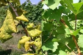 Edukacija o hitnim mjerama za sprečavanje unošenja zlatne žutice vinove loze Edukacija o hitnim mjerama za sprečavanje unošenja zlatne žutice vinove loze