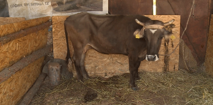 Krava Penka pobijedila evropsku birokratiju i ostala živa Krava Penka pobijedila evropsku birokratiju i ostala živa