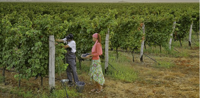 Fali 900 radnika za berbu grožđa Fali 900 radnika za berbu grožđa