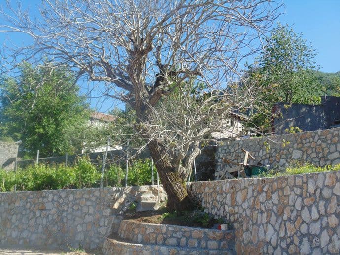 Orah Svetoga Petra, Gornji Manastir, selo Brčeli, Crmnica Orah Svetoga Petra, Gornji Manastir, selo Brčeli, Crmnica