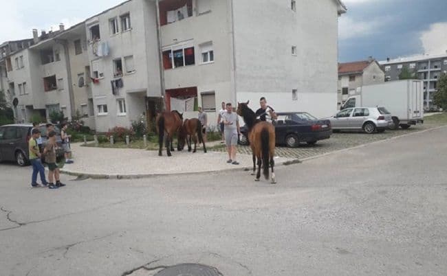 Odbjegli konji atrakcija na ulicama Nikšića Odbjegli konji atrakcija na ulicama Nikšića