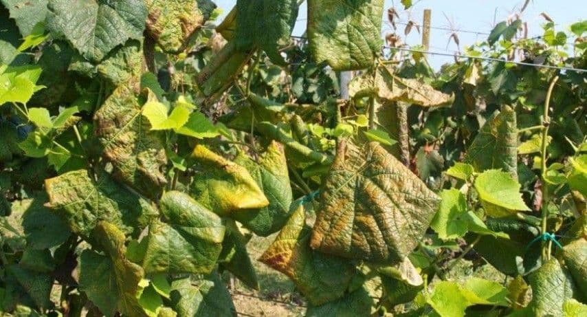 Čokotima prijeti „zlatna žutica“ Čokotima prijeti „zlatna žutica“