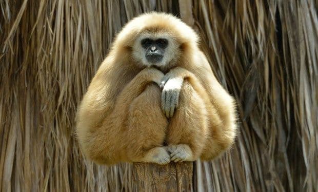 Pronađena misteriozna vrsta izumrlog majmuna Pronađena misteriozna vrsta izumrlog majmuna