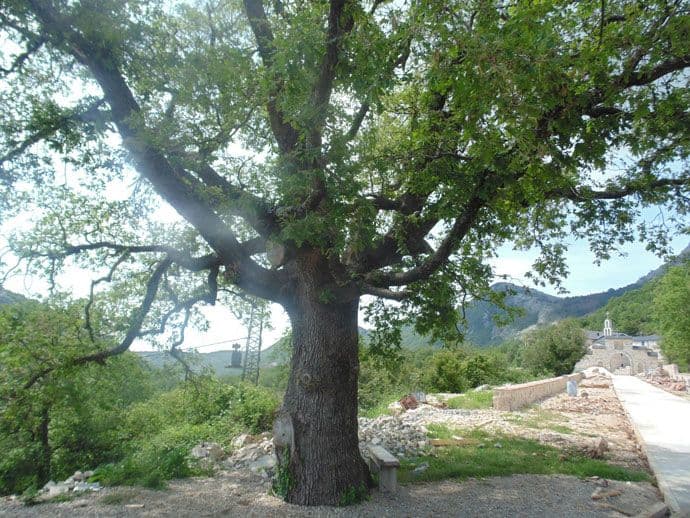Legenda o dubu Petra I u Stanjevićima Legenda o dubu Petra I u Stanjevićima
