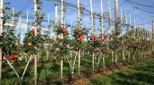 VELETEX: Od 15 hiljada sadnica jabuka očekuju 60 tona po hektaru VELETEX: Od 15 hiljada sadnica jabuka očekuju 60 tona po hektaru