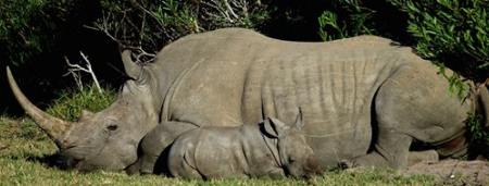 Lovokradice ubile rijetkog bijelog nosoroga zbog centimetra roga Lovokradice ubile rijetkog bijelog nosoroga zbog centimetra roga