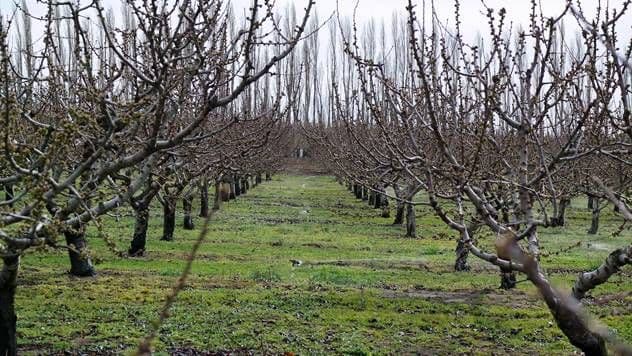 Voćari na gubitku, stradale trešnje, jagode i maline Voćari na gubitku, stradale trešnje, jagode i maline